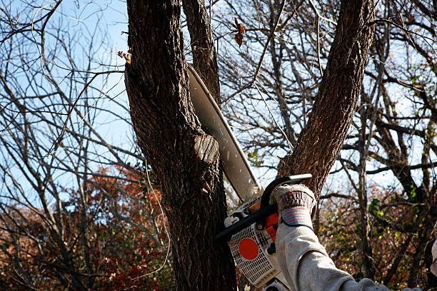 Seasonal Cleanup (Spring/Fall) in Due West, SC